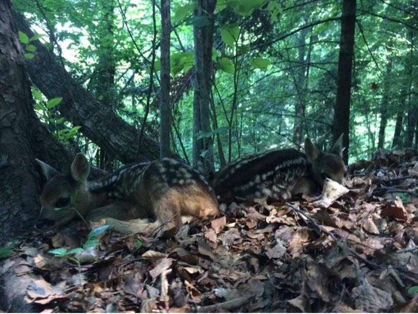 La Mansarda Di Casa Vacanze La Vite Bordogna Dış mekan fotoğraf